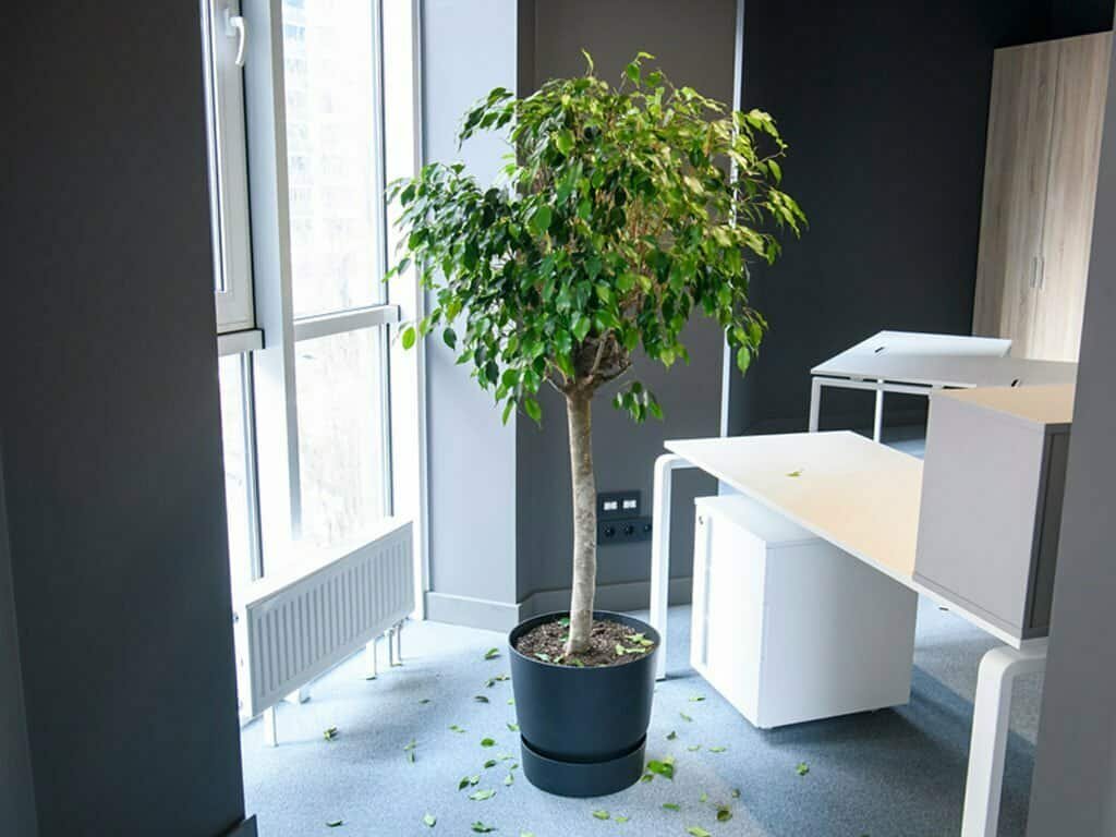 Large potted plant in a modern office space.